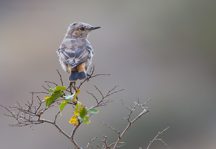 Каменка златогузая (Oenanthe chrysopygia)
Keywords: Каменка златогузая Oenanthe chrysopygia armenia2013