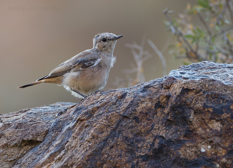 Каменка златогузая (Oenanthe chrysopygia)
Keywords: Каменка златогузая Oenanthe chrysopygia armenia2013