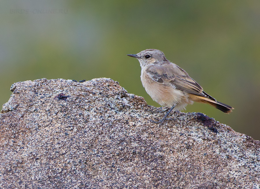 Каменка златогузая (Oenanthe chrysopygia)
Keywords: Каменка златогузая Oenanthe chrysopygia armenia2013