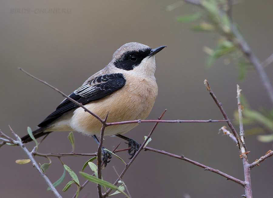 Каменка испанская (Oenanthe hispanica)
Oenanthe melanoleuca amphileuca 
Keywords: Каменка испанская Oenanthe hispanica armenia2013