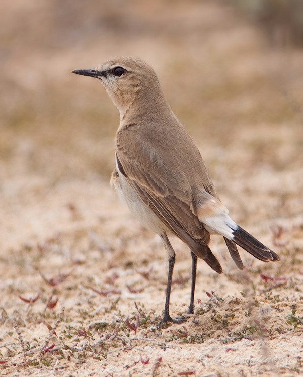 Каменка-плясунья (Oenanthe isabellina)
Keywords: каменка-плясунья Oenanthe isabellina astra09