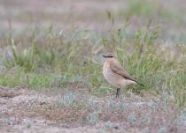 Каменка-плясунья Oenanthe isabellina azer2018
Filename=8Z2A9039.jpg
Filesize=238KB
Dimensions=900x651
Date added=May 16, 2018 8Z2A9039.jpg