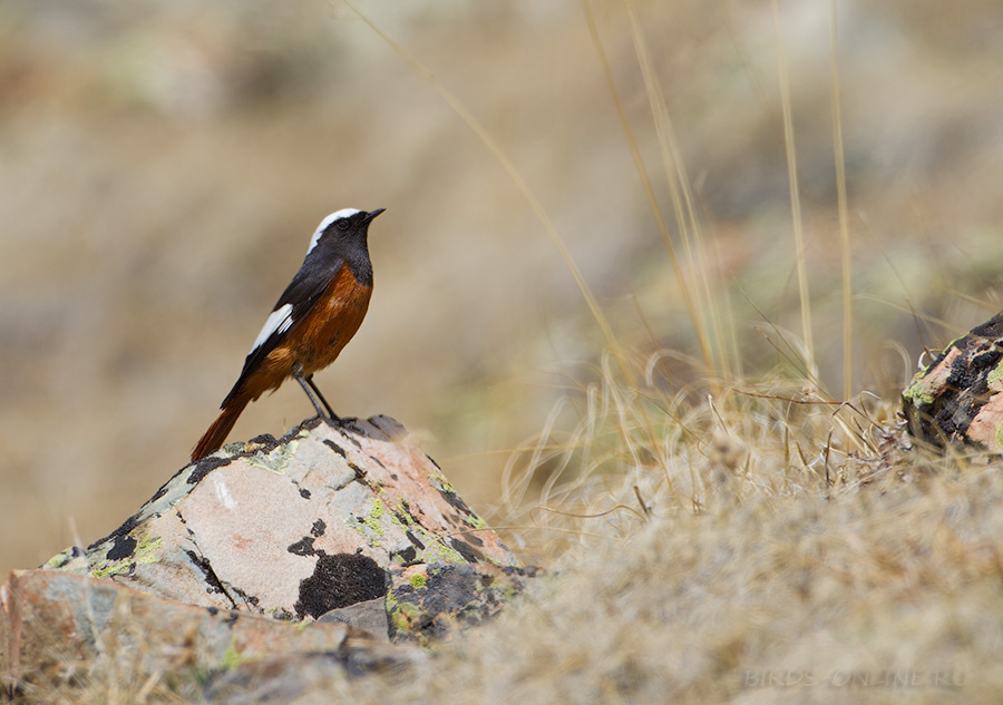 Горихвостка краснобрюхая (Phoenicurus erythrogaster)
Keywords: Горихвостка краснобрюхая Phoenicurus erythrogaster altay2012