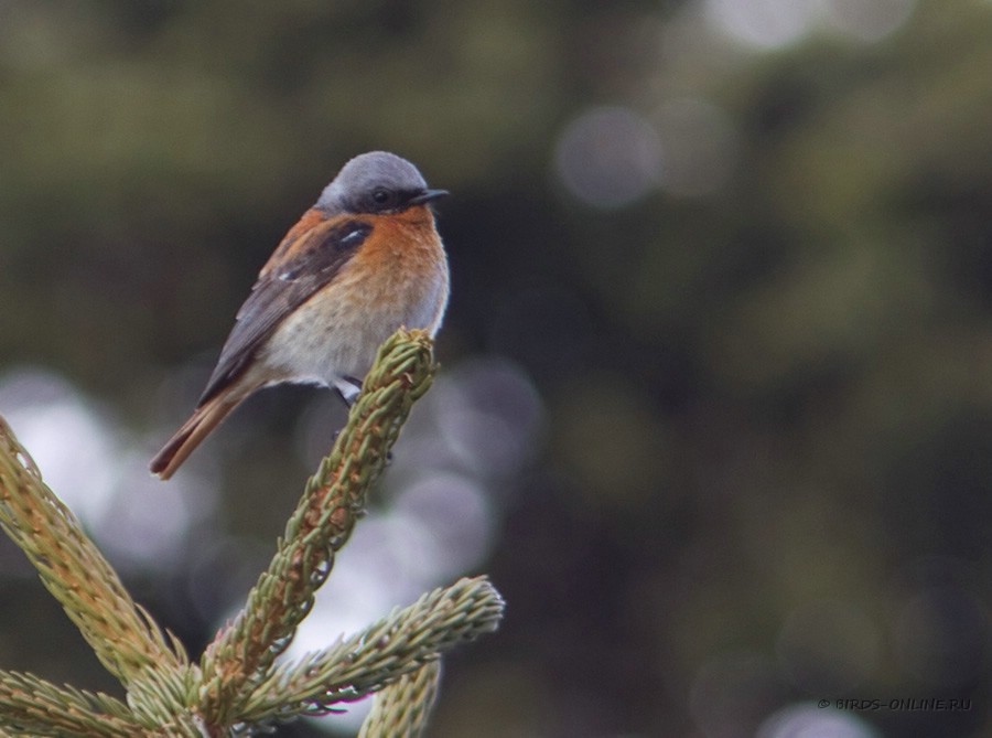 Горихвостка красноспинная (Phoenicurus erythronotus)
самец
Keywords: Горихвостка красноспинная Phoenicurus erythronotus kz2010