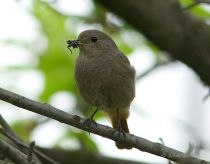 Горихвостка-чернуШка Phoenicurus ochruros Dnepr2008
самка
Phoenicurus ochruros gibraltariensis J.F. Gmelin, 1789
Filename=_MG_6491.jpg
Filesize=169KB
Dimensions=900x705
Date added=May 25, 2008 _MG_6491.jpg