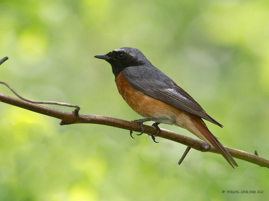 Горихвостка садовая (Phoenicurus phoenicurus)
Palabras clave: Горихвостка садовая Phoenicurus phoenicurus kmv2010