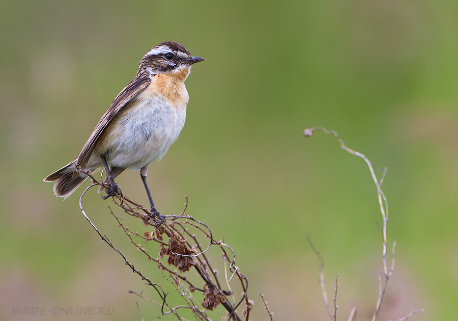 Чекан луговой (Saxicola rubetra)
Keywords: Чекан луговой Saxicola rubetra