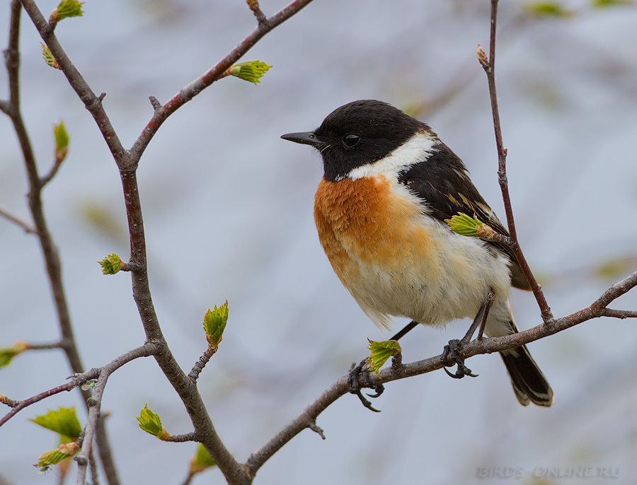 Чекан черноголовый (Saxicola torquata)
Saxicola torquata maura Pallas, 1773
Keywords: Чекан черноголовый Saxicola torquata altay2012