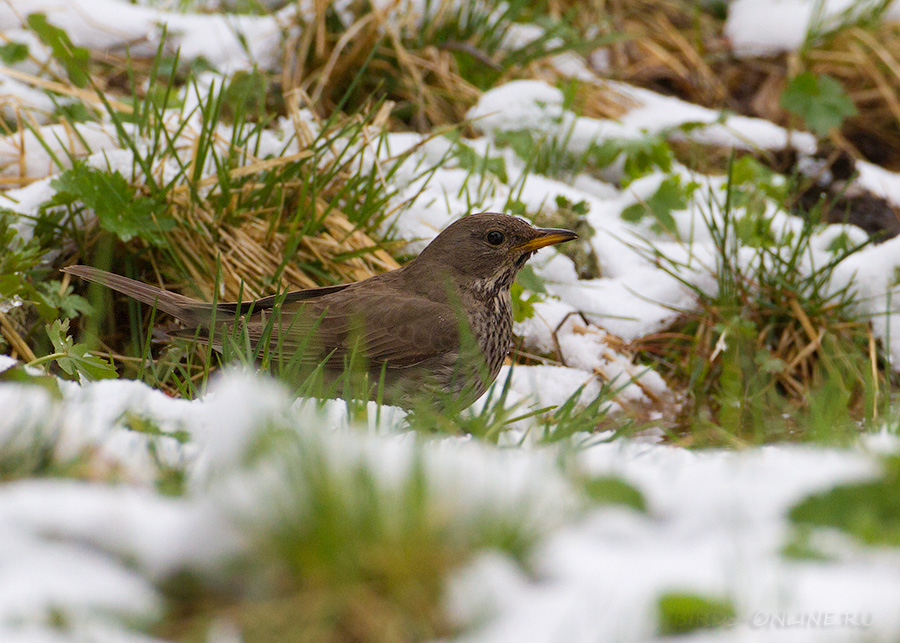 Дрозд чернозобый (Turdus atrogularis)
Keywords: Дрозд чернозобый Turdus atrogularis altay2012