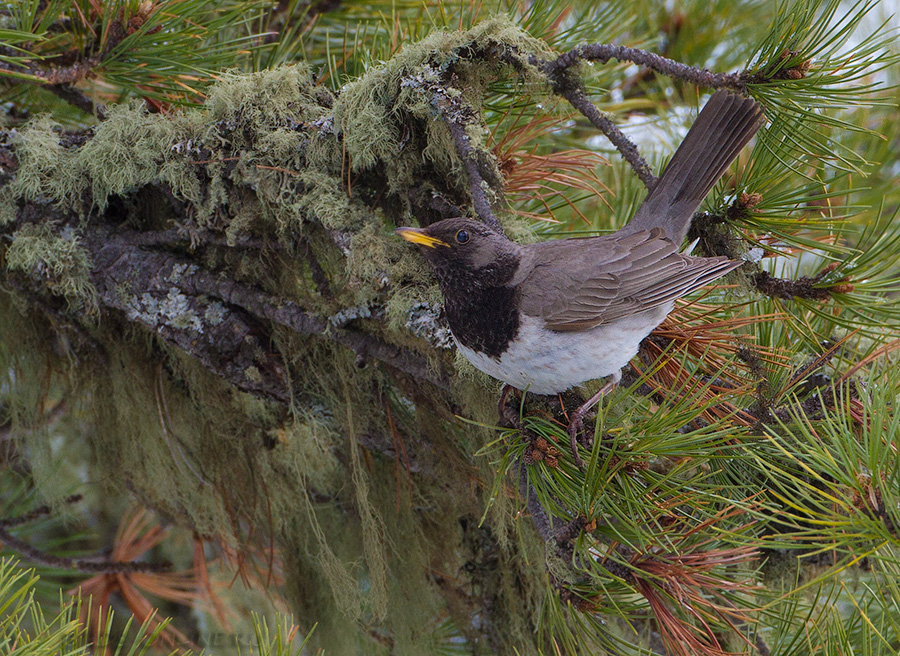 Дрозд чернозобый (Turdus atrogularis)
Keywords: Дрозд чернозобый Turdus atrogularis altay2012