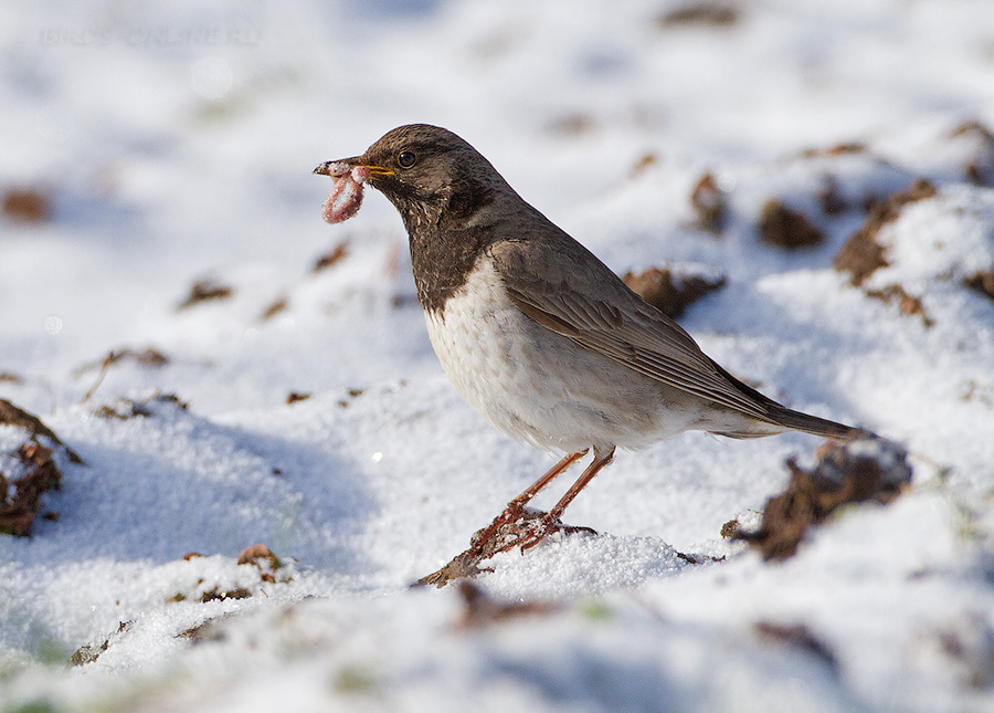 Дрозд чернозобый (Turdus atrogularis)
Keywords: Дрозд чернозобый Turdus atrogularis altay2012