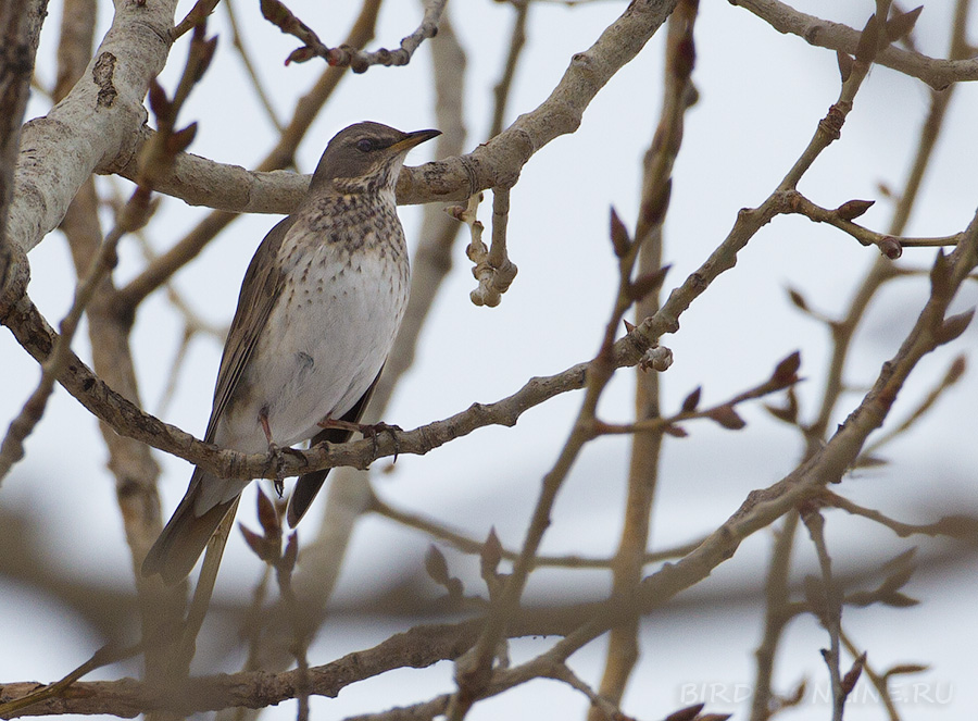 Дрозд чернозобый (Turdus atrogularis)
Keywords: Дрозд чернозобый Turdus atrogularis