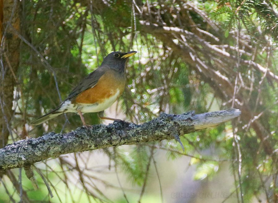 Золотистый дрозд (Turdus chrysolaus) 
Keywords: Золотистый дрозд Turdus chrysolaus sakhalin2017