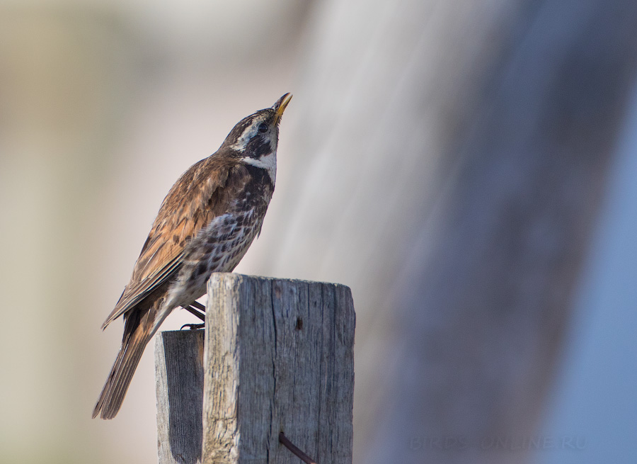 Бурый дрозд (Turdus eunomus)
Keywords: Бурый дрозд Turdus eunomus yakutia2018