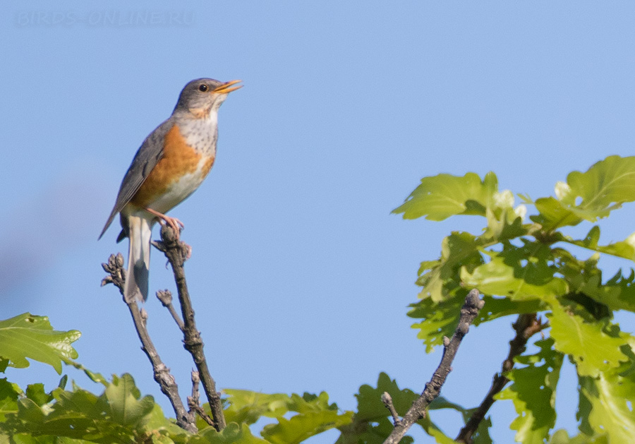 Сизый дрозд (Turdus hortulorum)
Keywords: Сизый дрозд Turdus hortulorum primorye2016