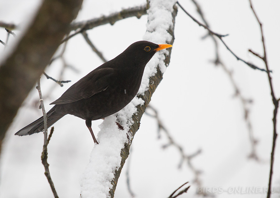 Дрозд черный (Turdus merula)
Keywords: Дрозд черный Turdus merula