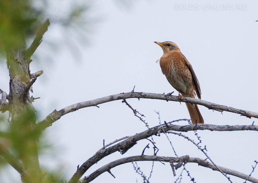 Дрозд Науманна (Turdus naumanni)
Keywords: Дрозд Науманна Turdus naumanni yakutia2018