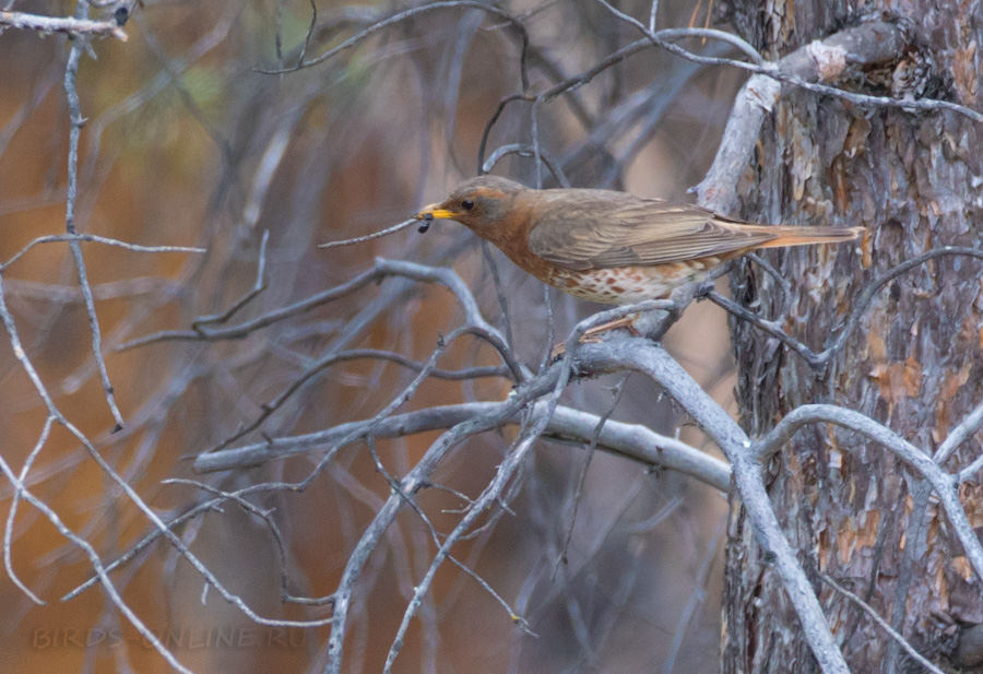 Дрозд Науманна (Turdus naumanni)
Keywords: Дрозд Науманна Turdus naumanni yakutia2018