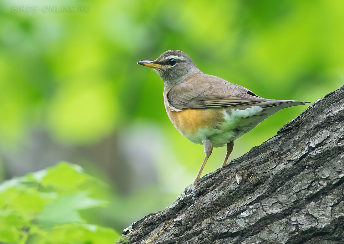 Оливковый дрозд (Turdus obscurus)
Keywords: Оливковый дрозд Turdus obscurus primorye2023