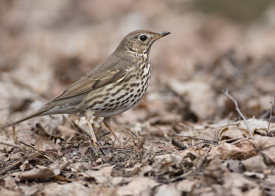 Дрозд певчий (Turdus philomelos)
Keywords: Дрозд певчий Turdus philomelos