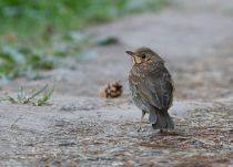 Дрозд певчий(Turdus philomelos
Filename=IMG_7843.jpg
Filesize=225KB
Dimensions=900x650
Date added=Jun 15, 2011 IMG_7843.jpg