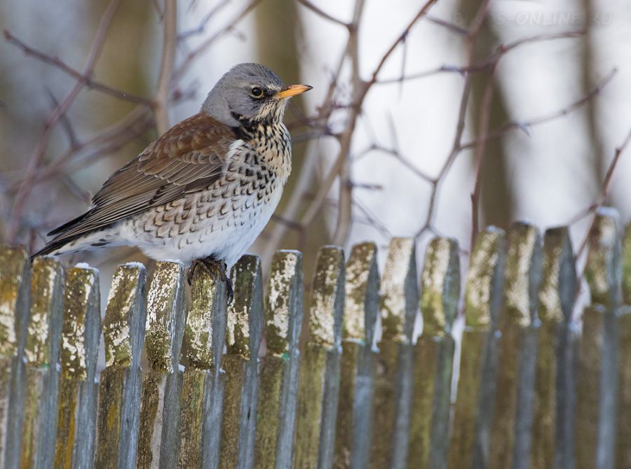 Рябинник (Turdus pilaris)
Keywords: Рябинник Turdus pilaris