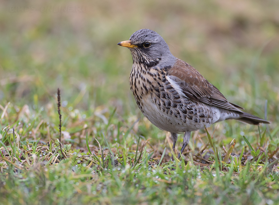 Рябинник (Turdus pilaris)
Keywords: Рябинник Turdus pilaris