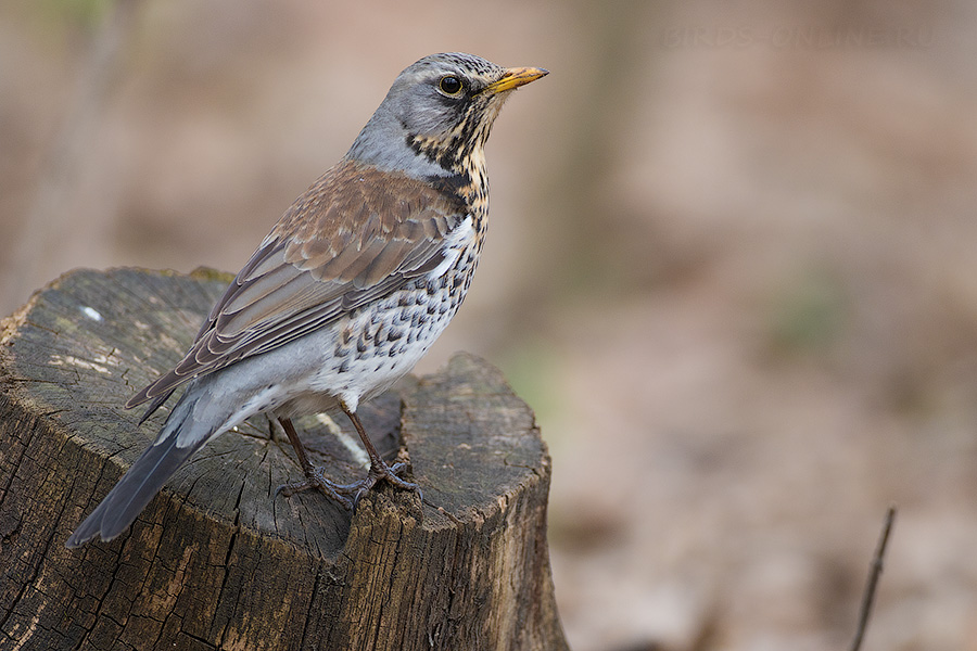 Рябинник (Turdus pilaris)
Keywords: Рябинник Turdus pilaris