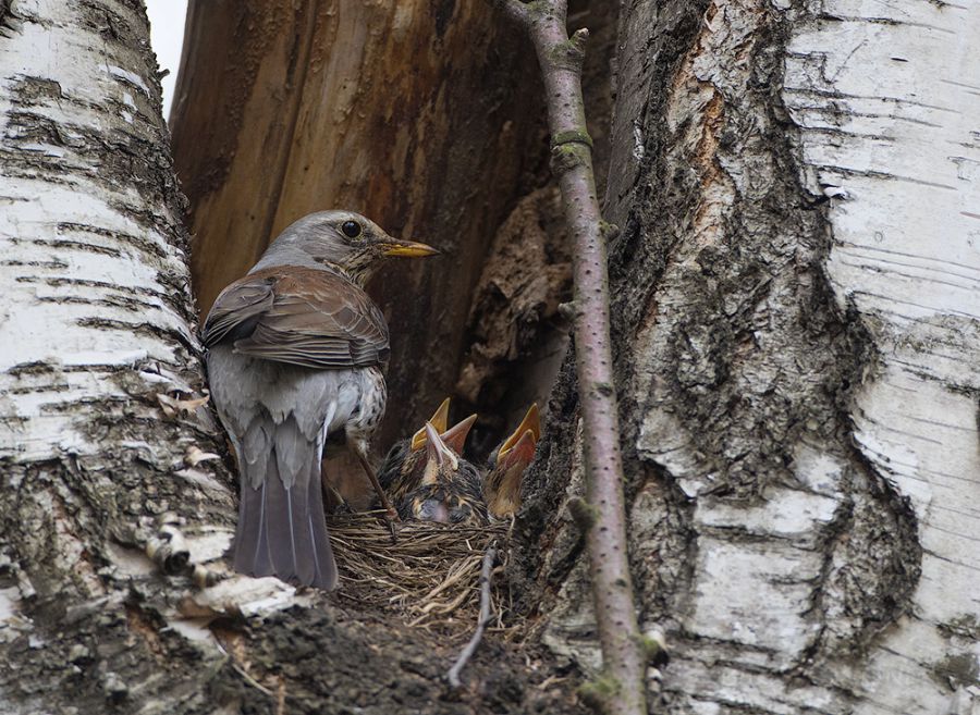 Рябинник (Turdus pilaris)
Keywords: Рябинник Turdus pilaris