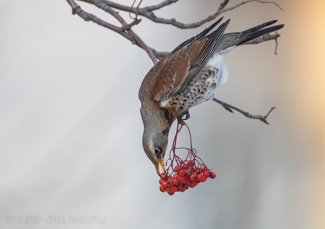 Рябинник (Turdus pilaris)
Keywords: Рябинник Turdus pilaris