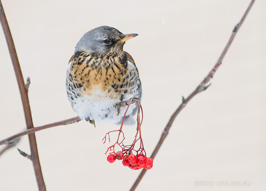 Рябинник (Turdus pilaris)
Keywords: Рябинник Turdus pilaris