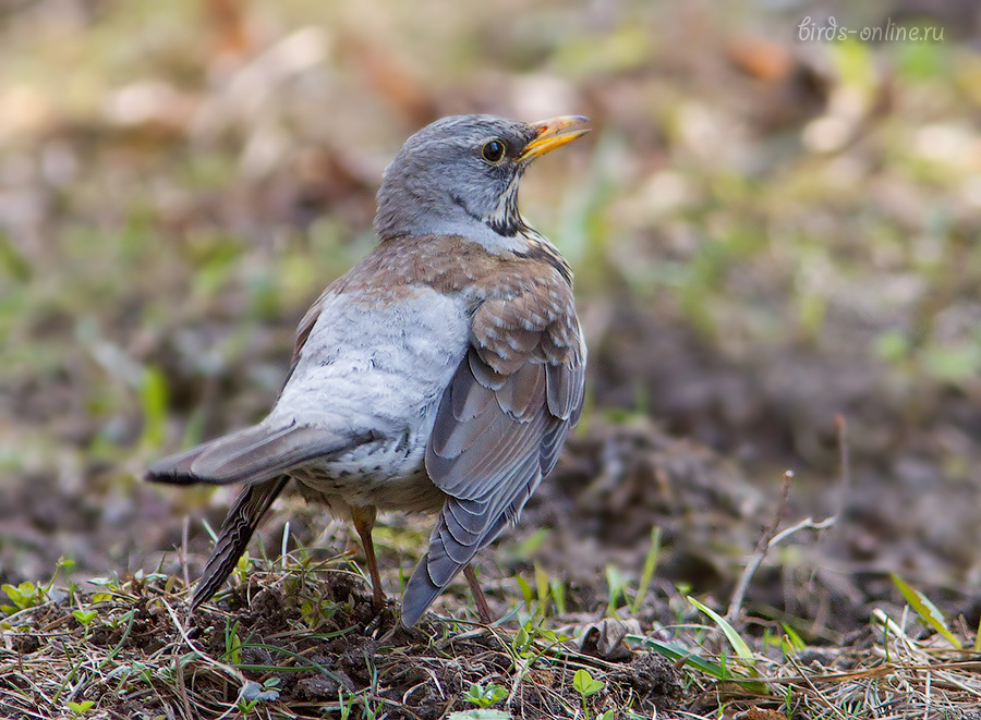 Рябинник (Turdus pilaris)
Keywords: Рябинник Turdus pilaris