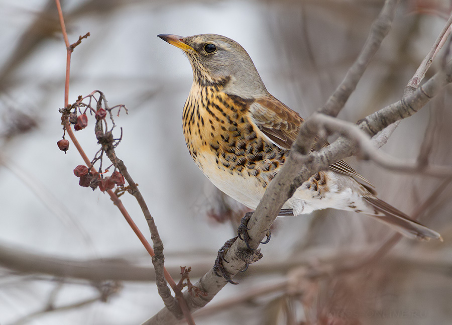 Рябинник (Turdus pilaris)
Keywords: Рябинник Turdus pilaris