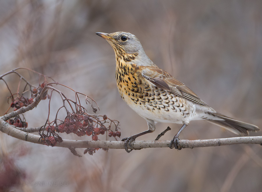 Рябинник (Turdus pilaris)
Keywords: Рябинник Turdus pilaris