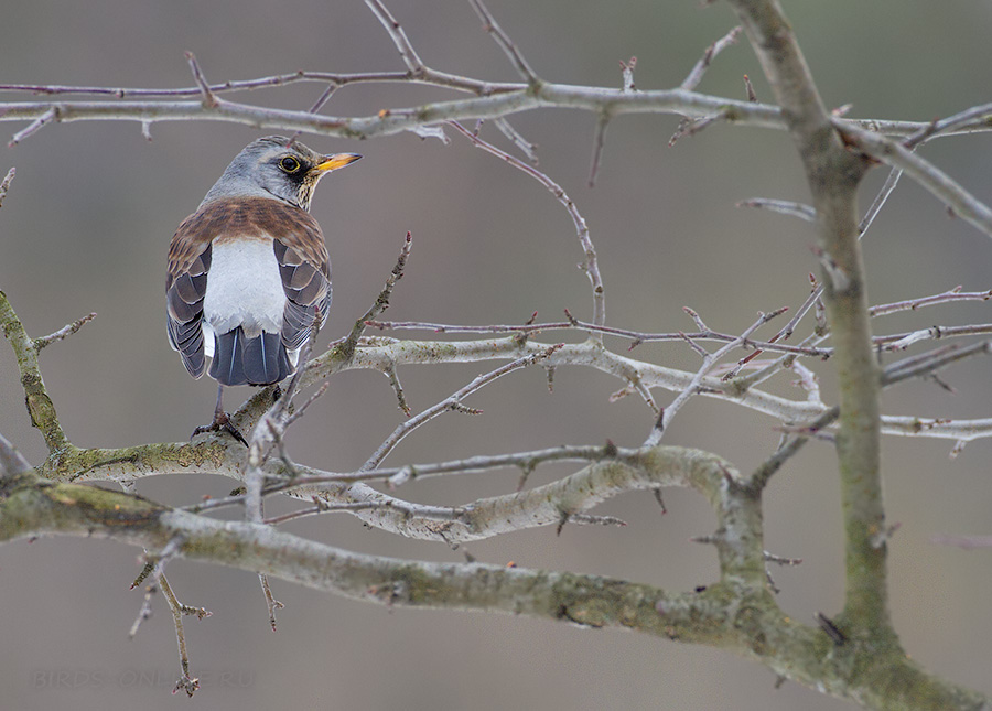 Рябинник (Turdus pilaris)
Keywords: Рябинник Turdus pilaris