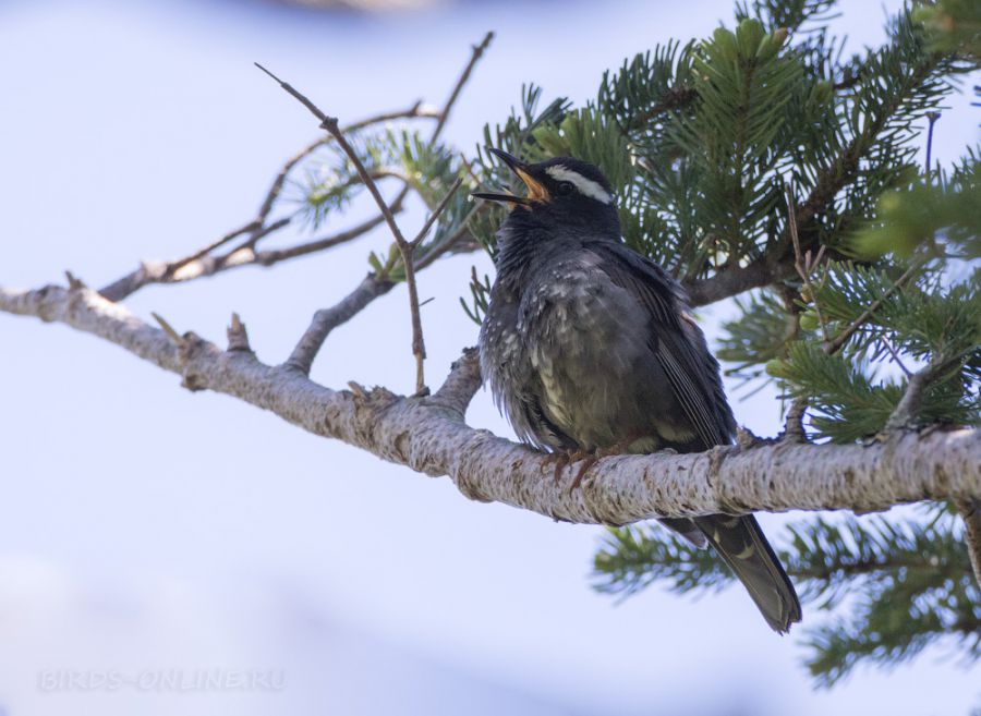 Сибирский дрозд (Zoothera sibirica)
 Zoothera sibirica davisoni (Hume, 1877)
Keywords: Сибирский дрозд Zoothera sibirica sakhalin2017