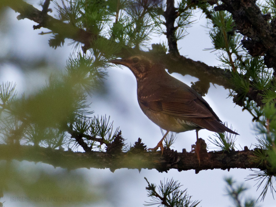 Дрозд сибирский (Zoothera sibirica)
самка
Keywords: Дрозд сибирский Zoothera sibirica altay2012