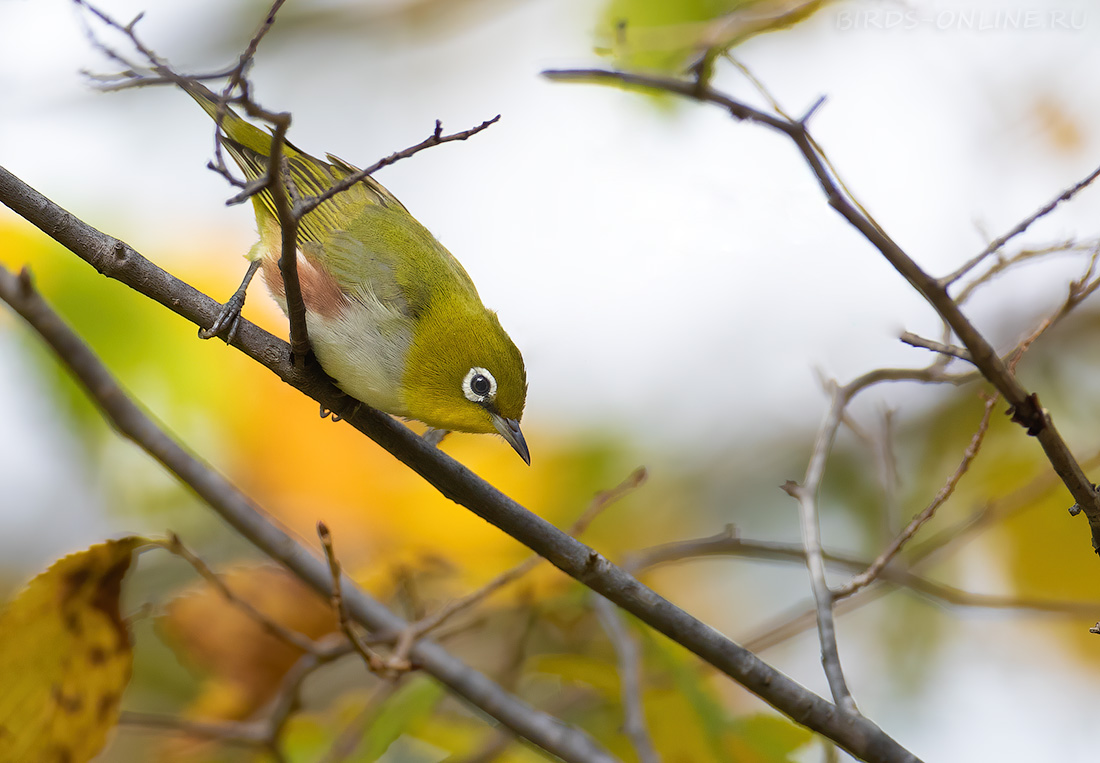 Буробокая белоглазка (Zosterops erythropleurus)
Keywords: Буробокая белоглазка Zosterops erythropleurus