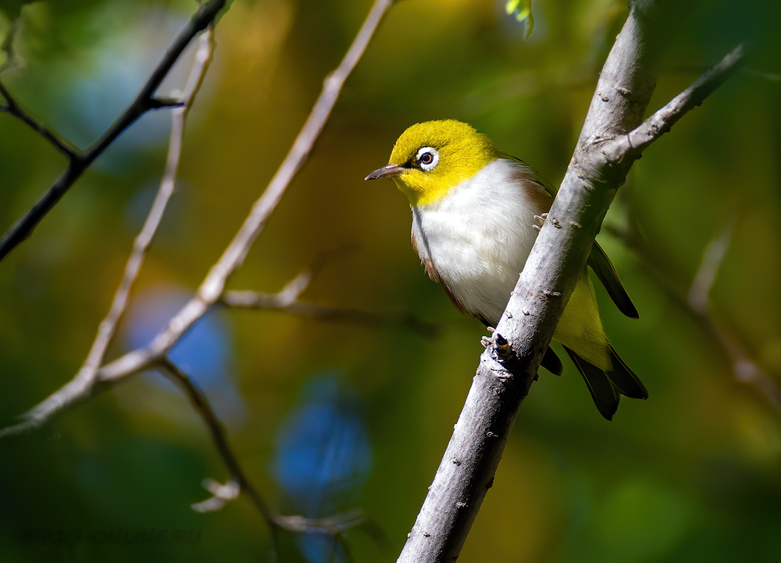 Буробокая белоглазка (Zosterops erythropleurus)
Keywords: Буробокая белоглазка Zosterops erythropleurus