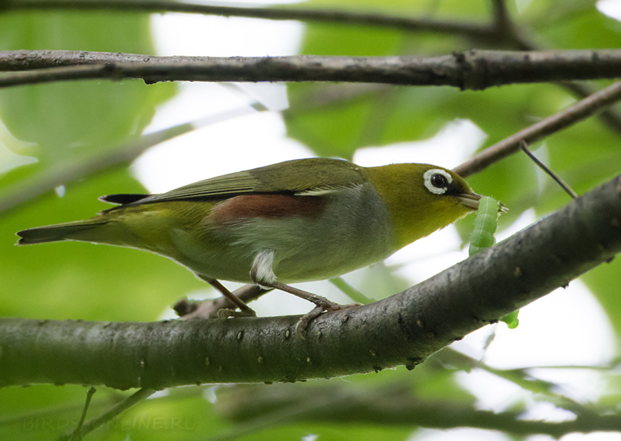 Буробокая белоглазка (Zosterops erythropleurus)
Keywords: Буробокая белоглазка Zosterops erythropleurus primorye2016