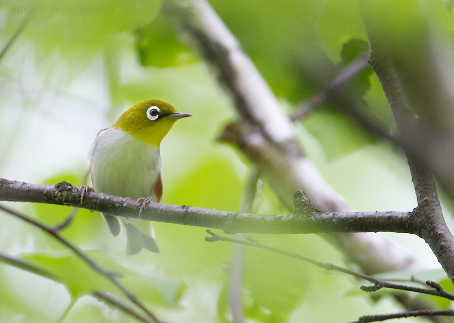 Буробокая белоглазка (Zosterops erythropleurus)
Keywords: Буробокая белоглазка Zosterops erythropleurus amur2015