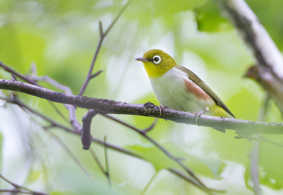 Буробокая белоглазка (Zosterops erythropleurus)
Keywords: Буробокая белоглазка Zosterops erythropleurus amur2015