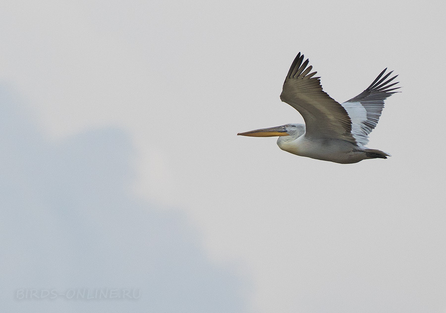 Пеликан кудрявый (Pelecanus crispus)
Keywords: Пеликан кудрявый Pelecanus crispus kalmykia2016