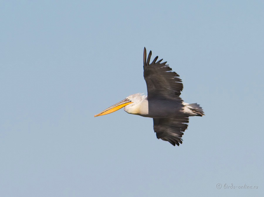 Пеликан кудрявый (Pelecanus crispus)
Keywords: Пеликан кудрявый Pelecanus crispus kz2010