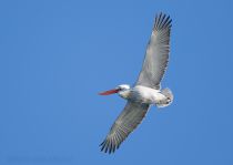 Пеликан кудрявый Pelecanus crispus
Filename=8Z2A8451.jpg
Filesize=92KB
Dimensions=900x642
Date added=Feb 04, 2017 8Z2A8451.jpg