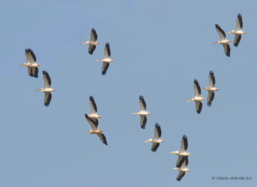 Пеликан розовый (Pelecanus onocrotalus)
Keywords: Пеликан розовый Pelecanus onocrotalus manych10