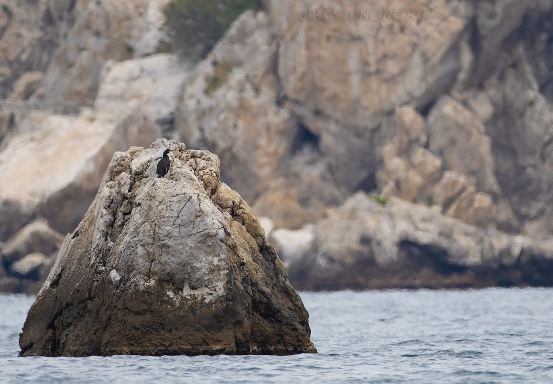 Баклан хохлатый Phalacrocorax aristotelis
 
 Click to view full size image