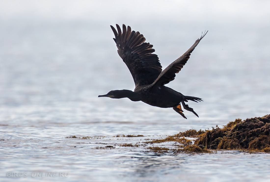 Баклан хохлатый Phalacrocorax aristotelis
 
 Click to view full size image