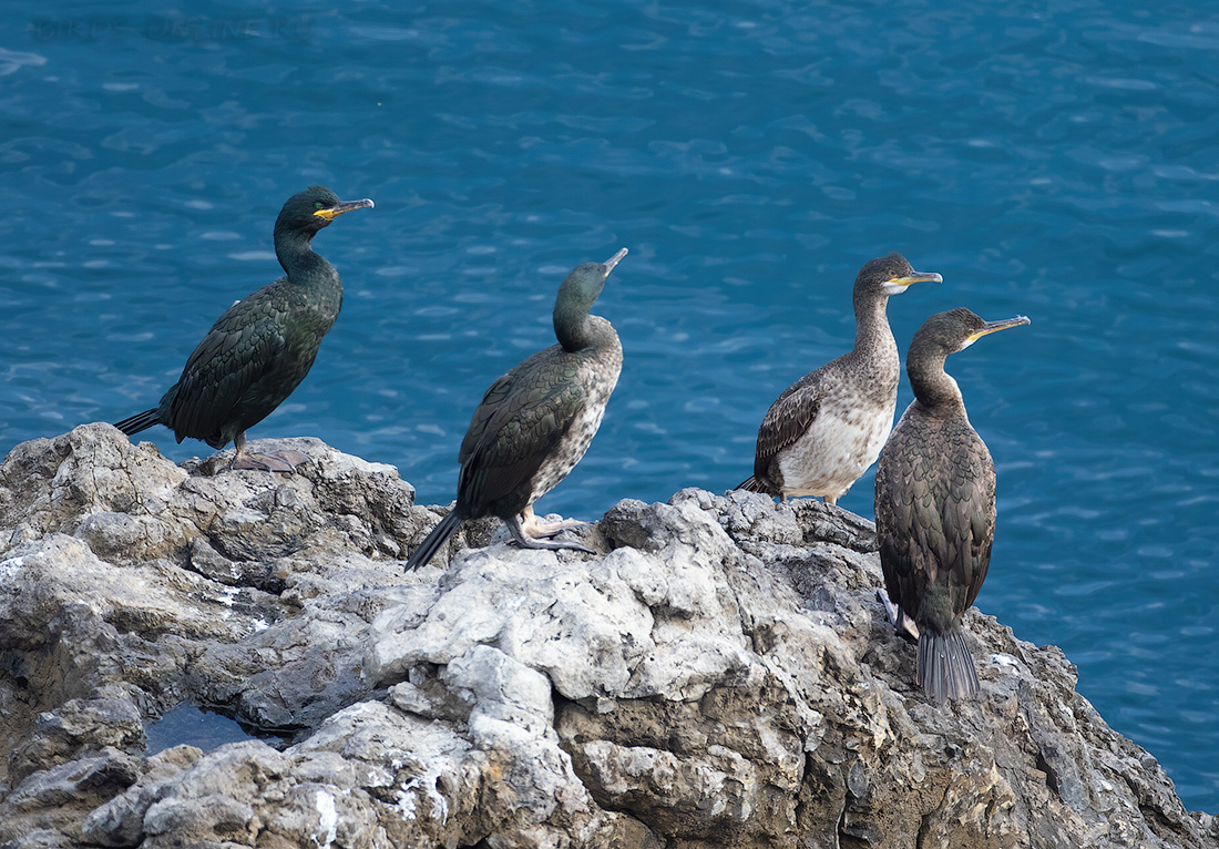 Баклан хохлатый Phalacrocorax aristotelis
 
 Click to view full size image