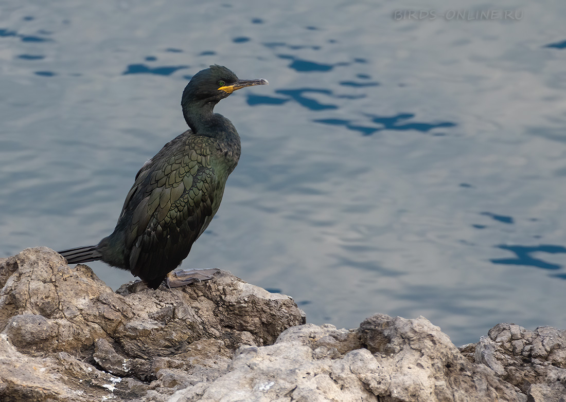 Баклан хохлатый Phalacrocorax aristotelis
 
 Click to view full size image